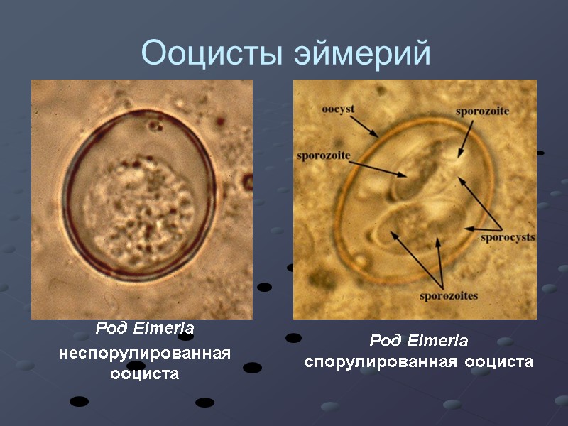 Ооцисты эймерий Род Eimeria неспорулированная ооциста Род Eimeria спорулированная ооциста